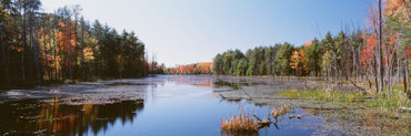 Autumn Trees along a Lake, Catskill Mountains, Wetland, New York, USA