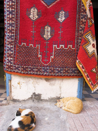 Morocco, Essaouira, Medina, Cats Sit Next to Carpets Hanging Ouside Shop