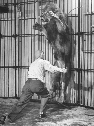 Animal Trainer Jules Jacot Training a Lion, one of the 21 big cats He Will Use Next Year