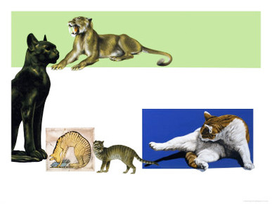 Unidentified Cats Through the Ages Montage
