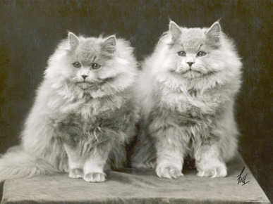 Two Cats Sitting Together with a Lot of Fur Between Them