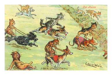 Cats in Steeplechase