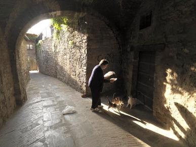 Woman Begins Her Morning by Feeding Cats in a Small Archway